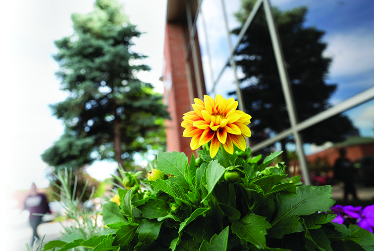 Yellow flower